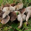 Dermoloma cuneifolium, Runzeliger Samtritterling